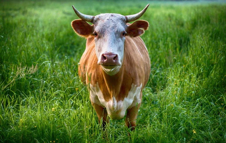 236 Best Cow names for Your Bovine Companion