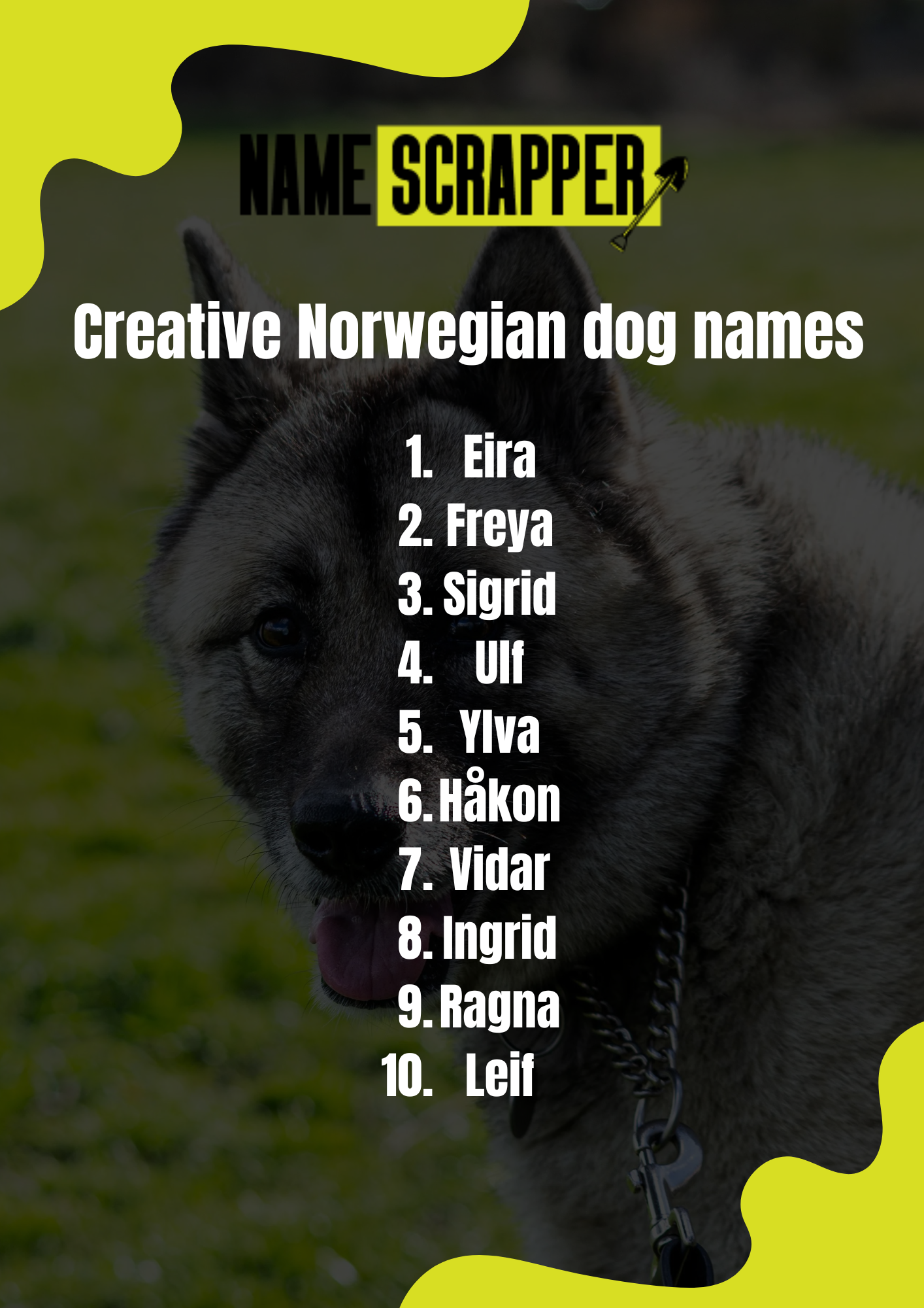 Creative Norwegian Dog Names