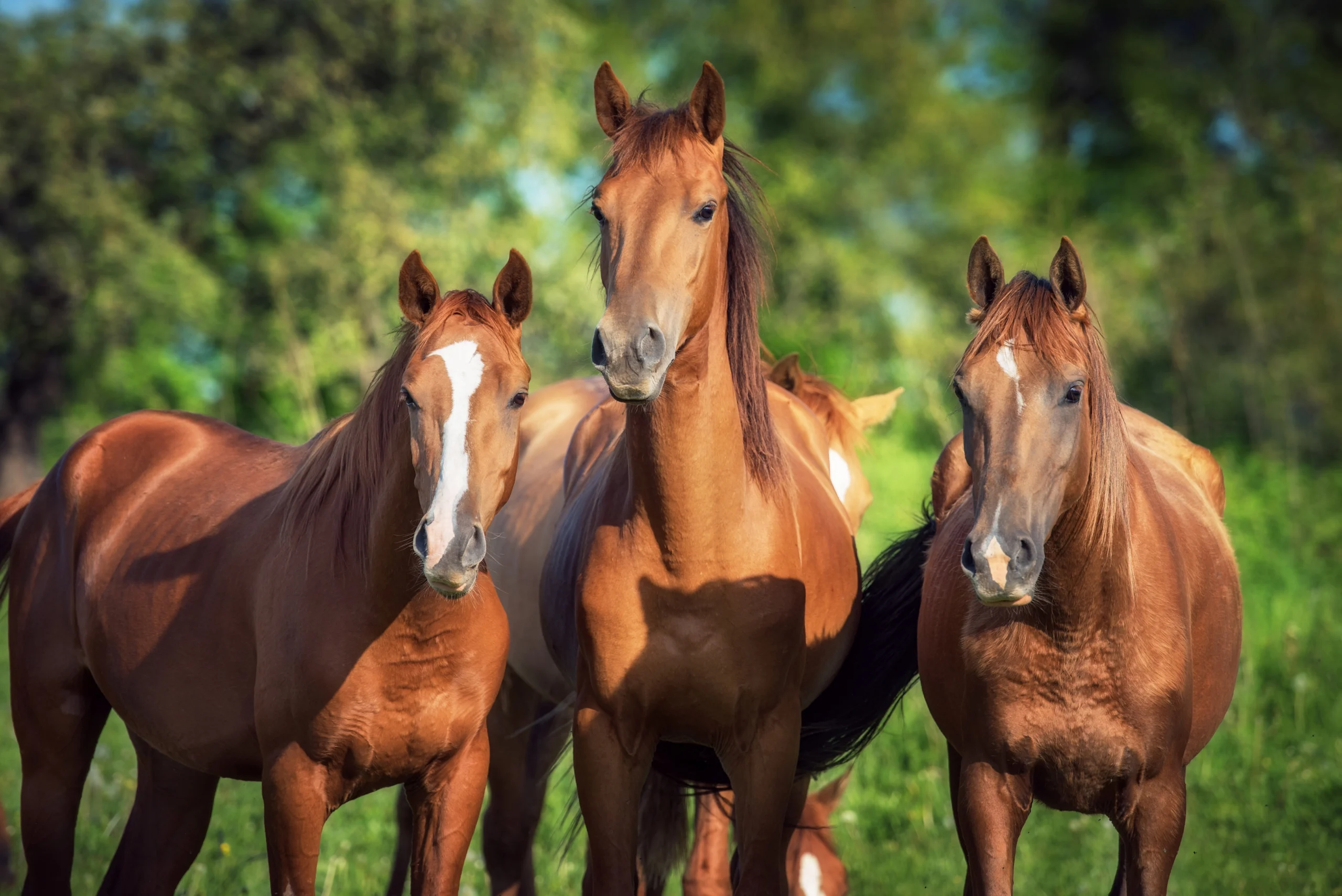 Good Names for a Horse