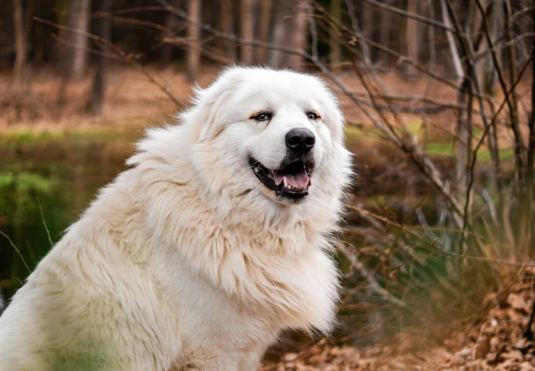 Names for Great Pyrenees