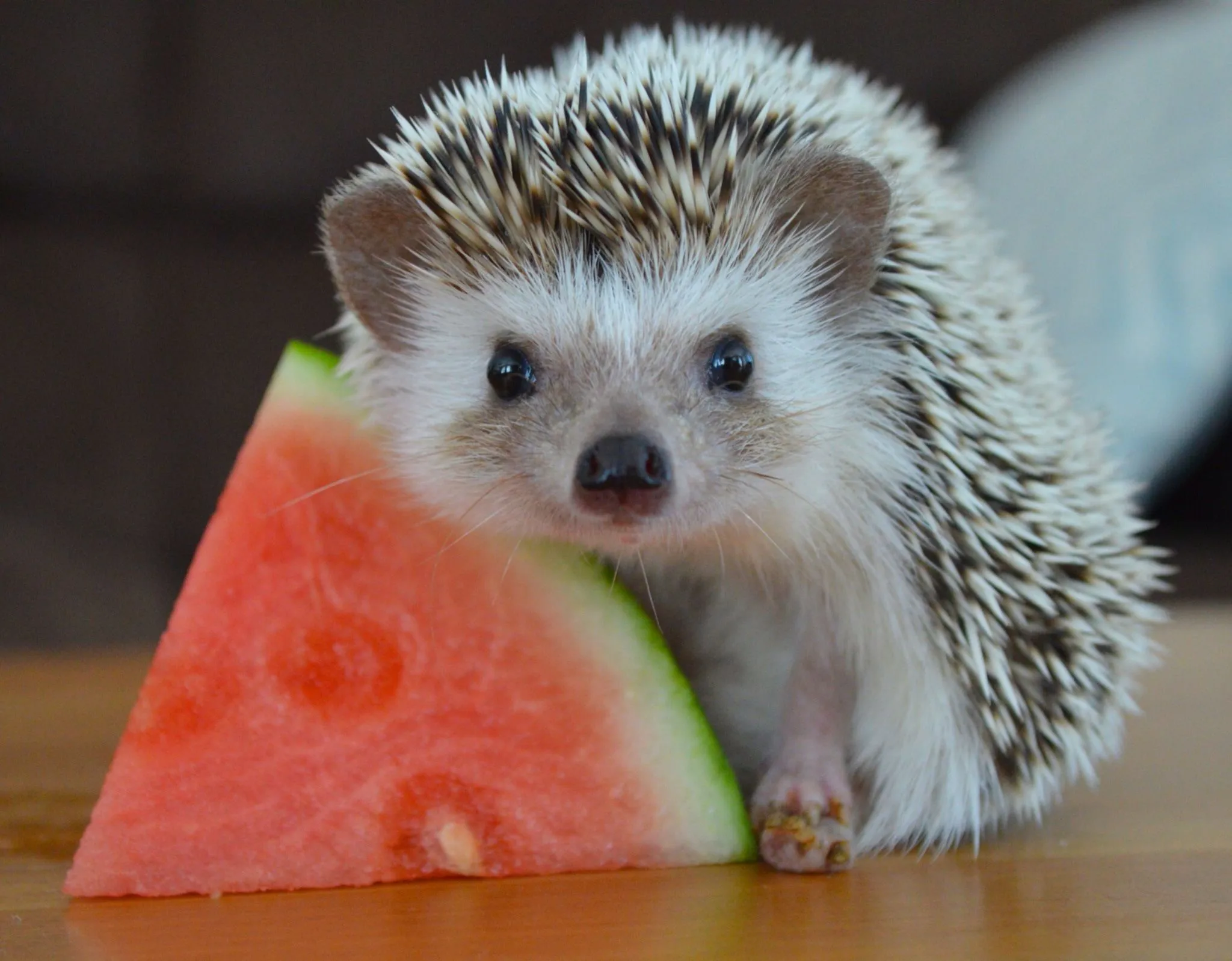 220 Best Names for hedgehogs For Your Spiky Companions