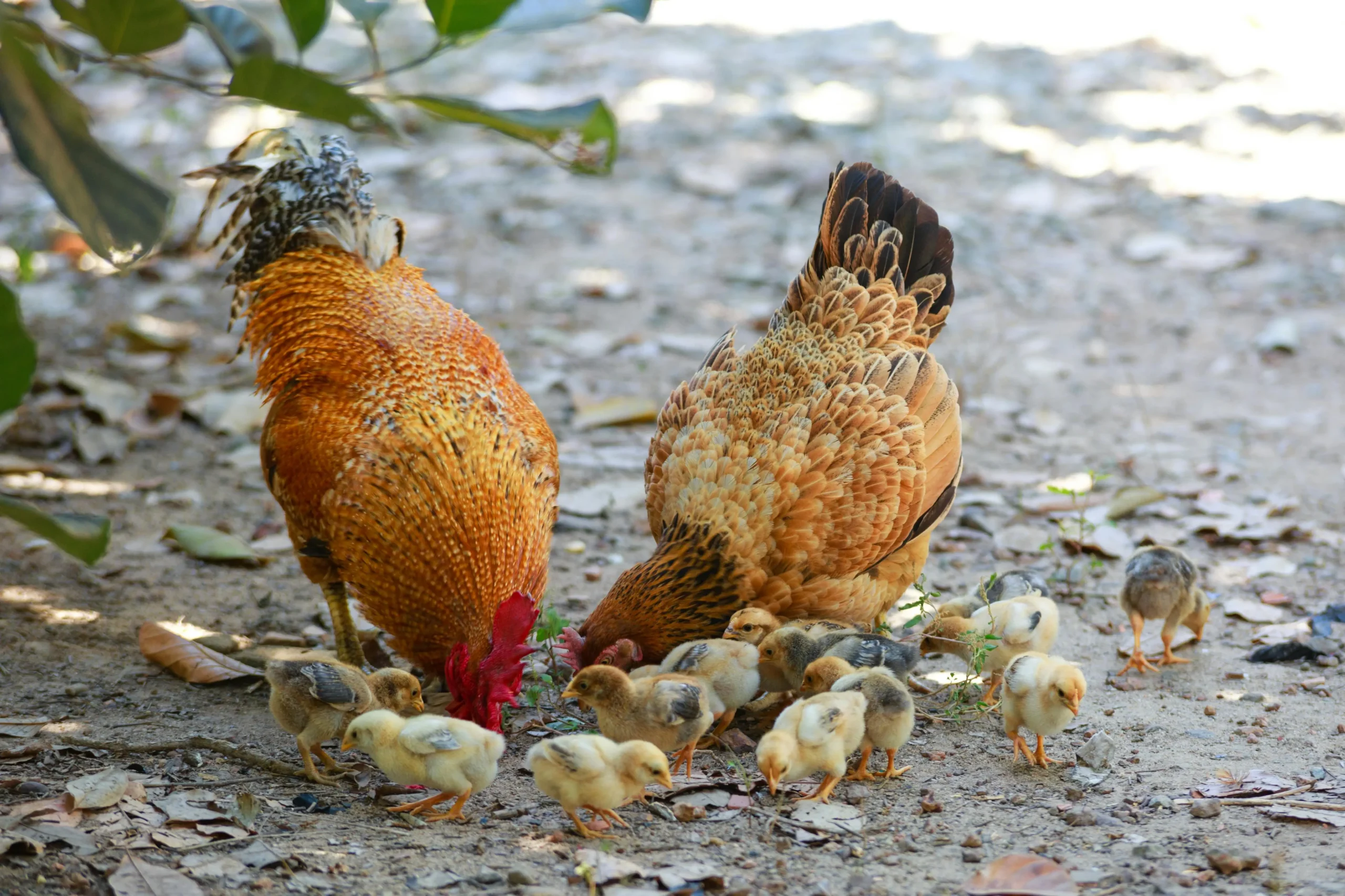 Names for pet chickens