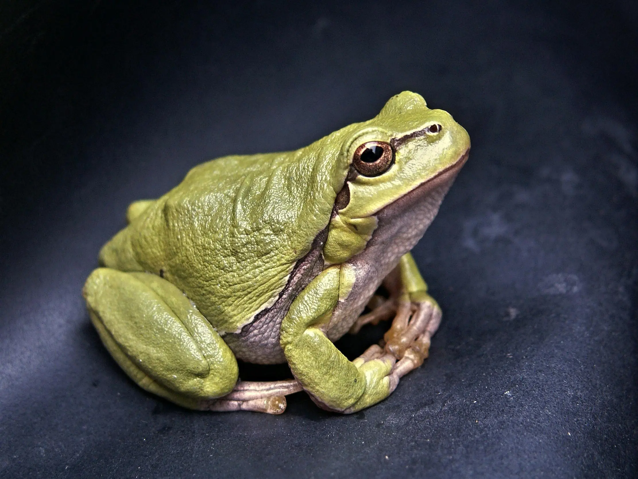 250 Best Pet names for frogs Your Amphibious Friend