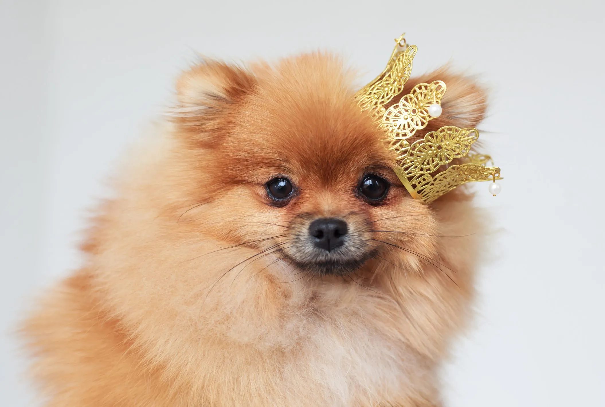 249 Best Regal Dog Names for Your Noble Companion