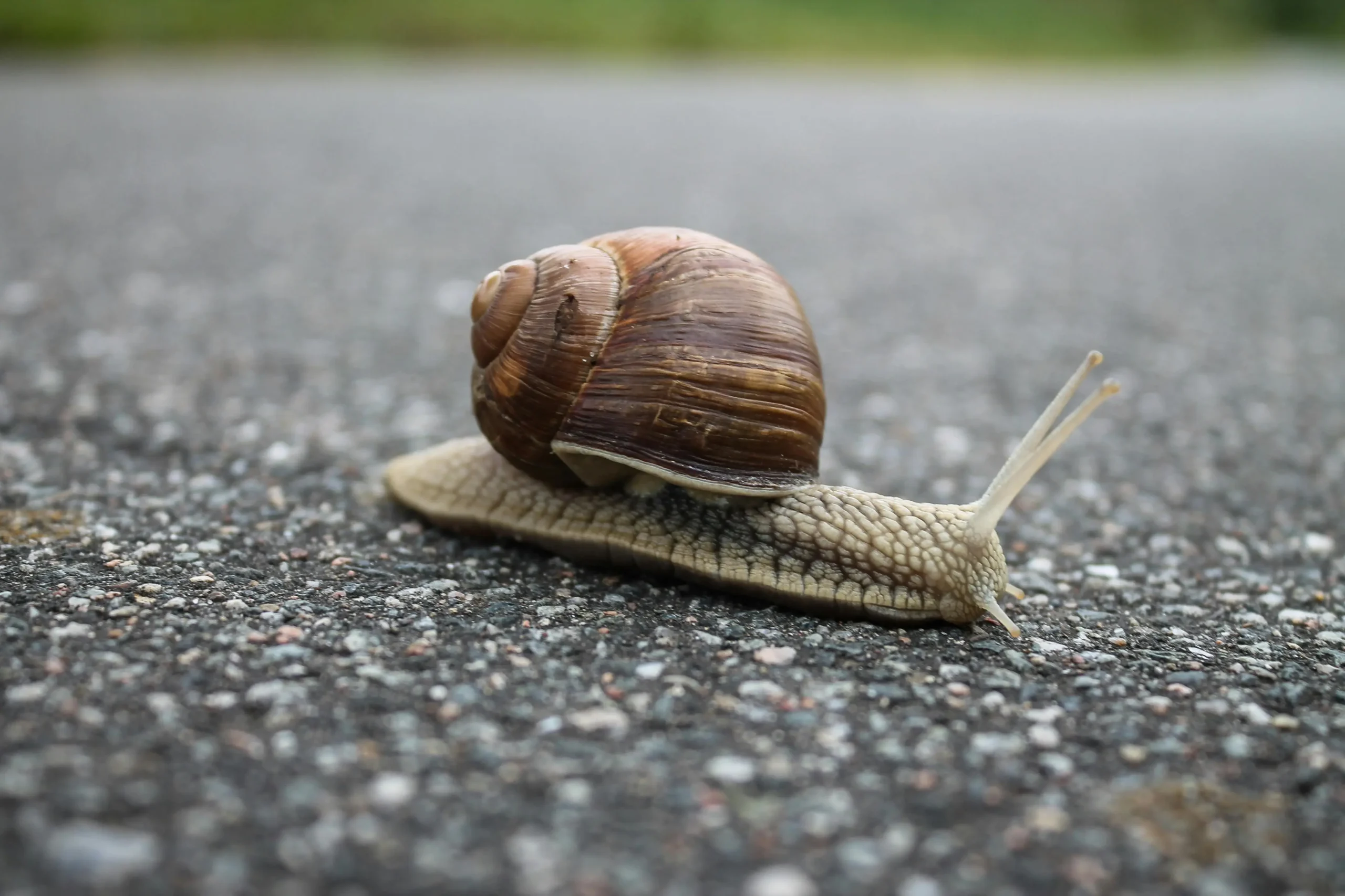 Pet Snail Names